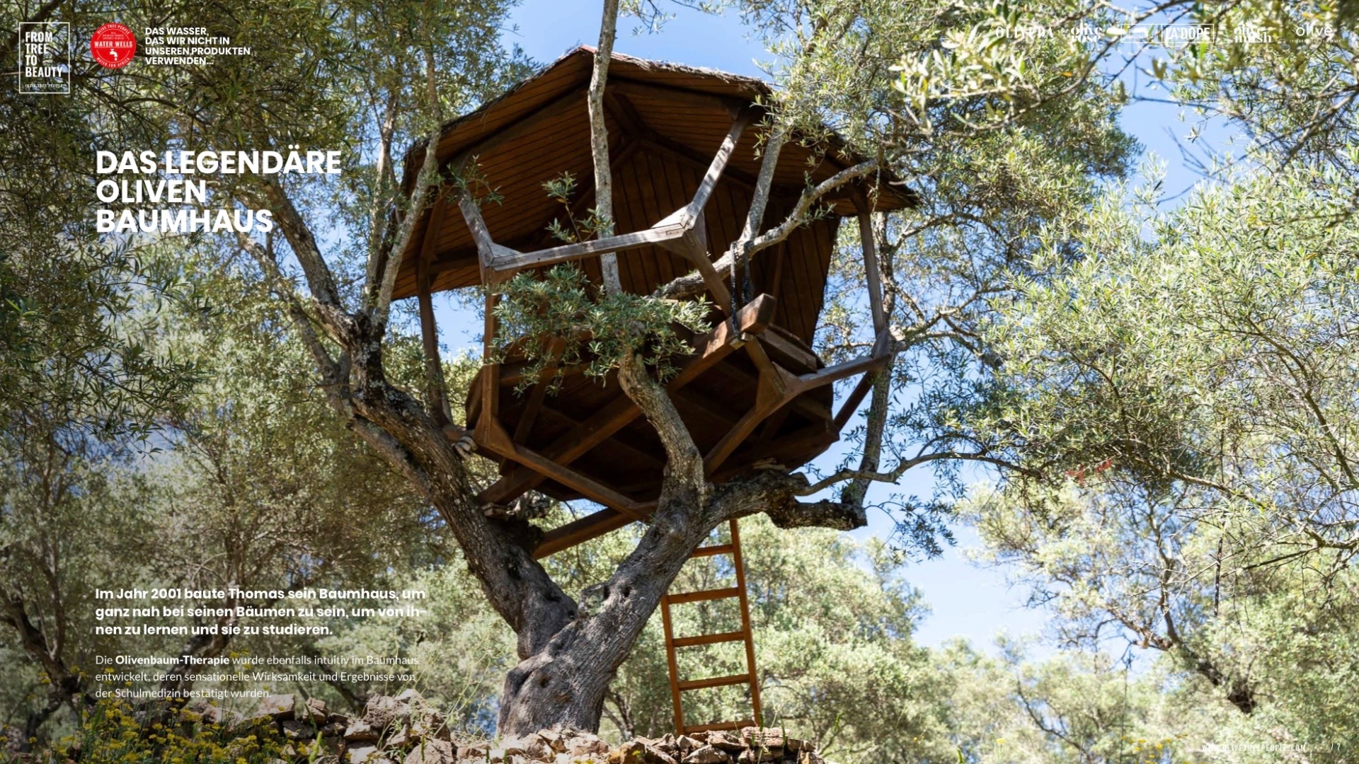 Das legendäre Oliven-Baumhaus von Oliveda-Gründer Thomas Lommel in einem Olivenbaum